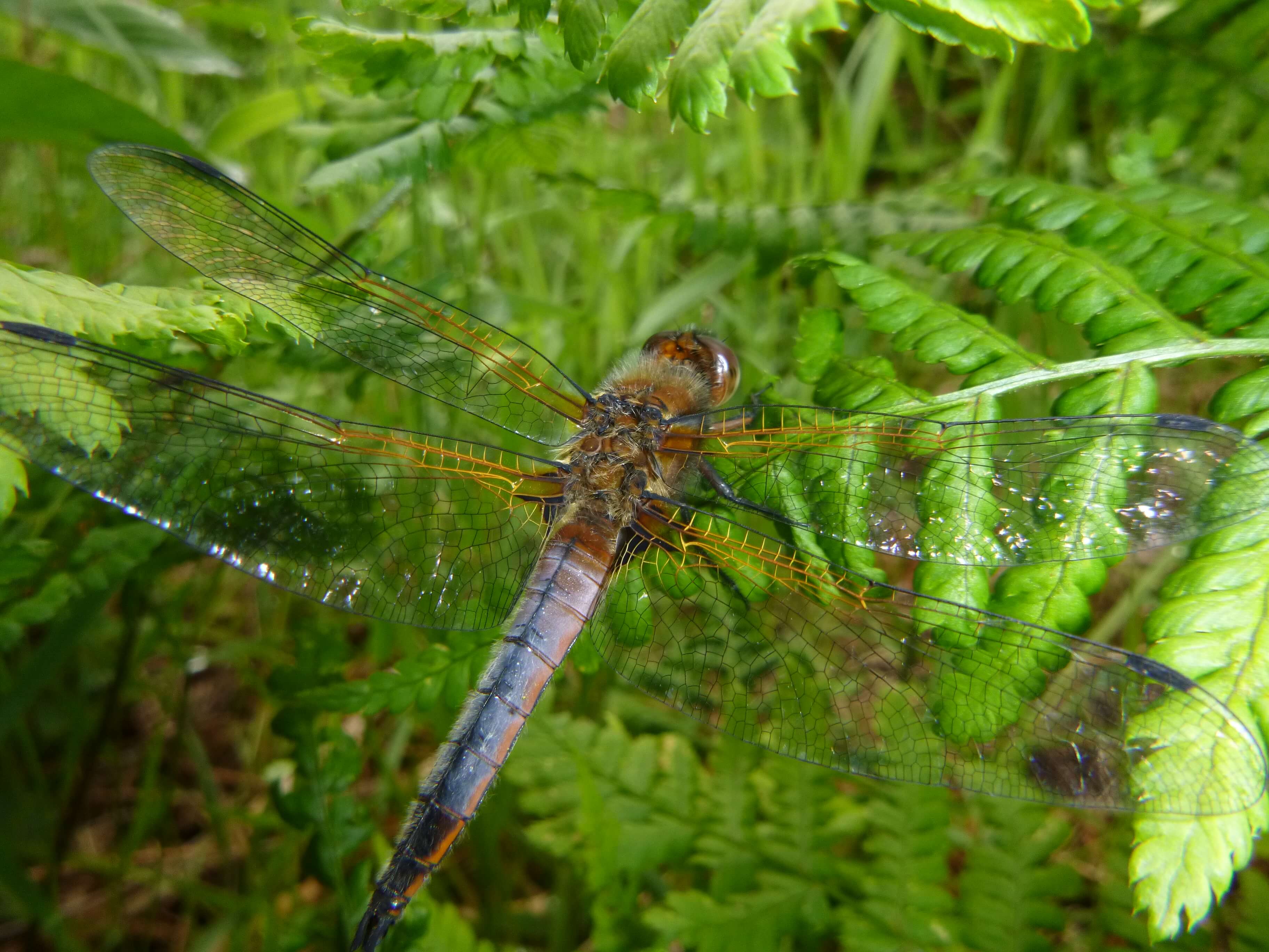 Immature Male Scarce Chaser by Jude Fielding